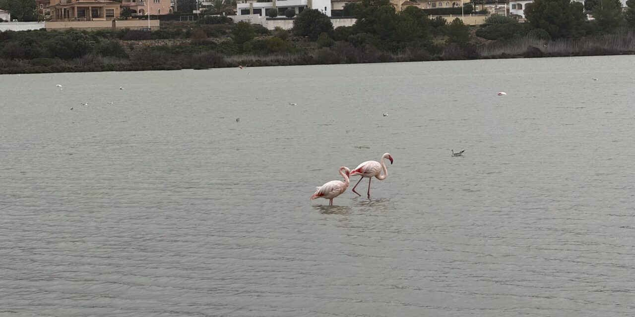 Flamingoer og Las Salinas