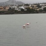 Flamingoer og Las Salinas