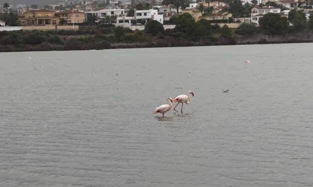 Flamingoer og Las Salinas